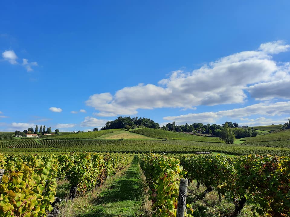 activité du domaine de la borie blache : les vignes