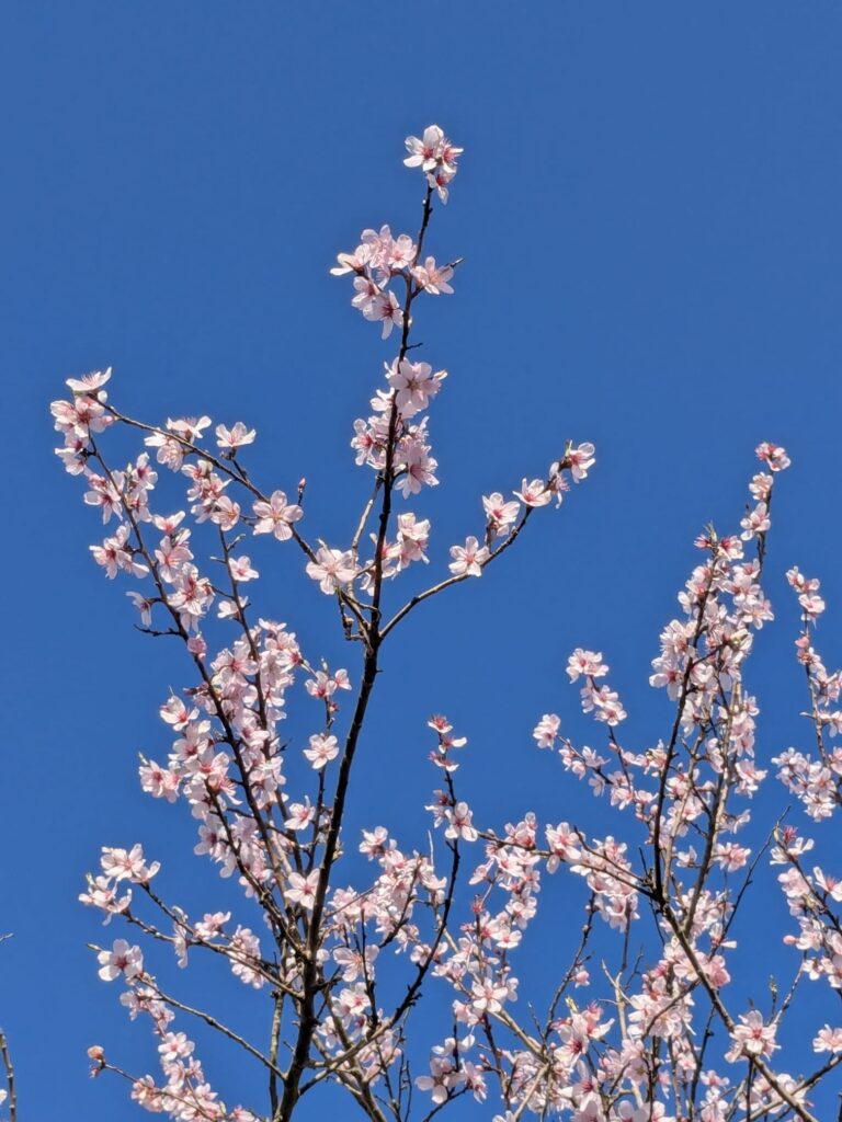 Arbre du domaine de la borie blanche au printemps en Dordogne