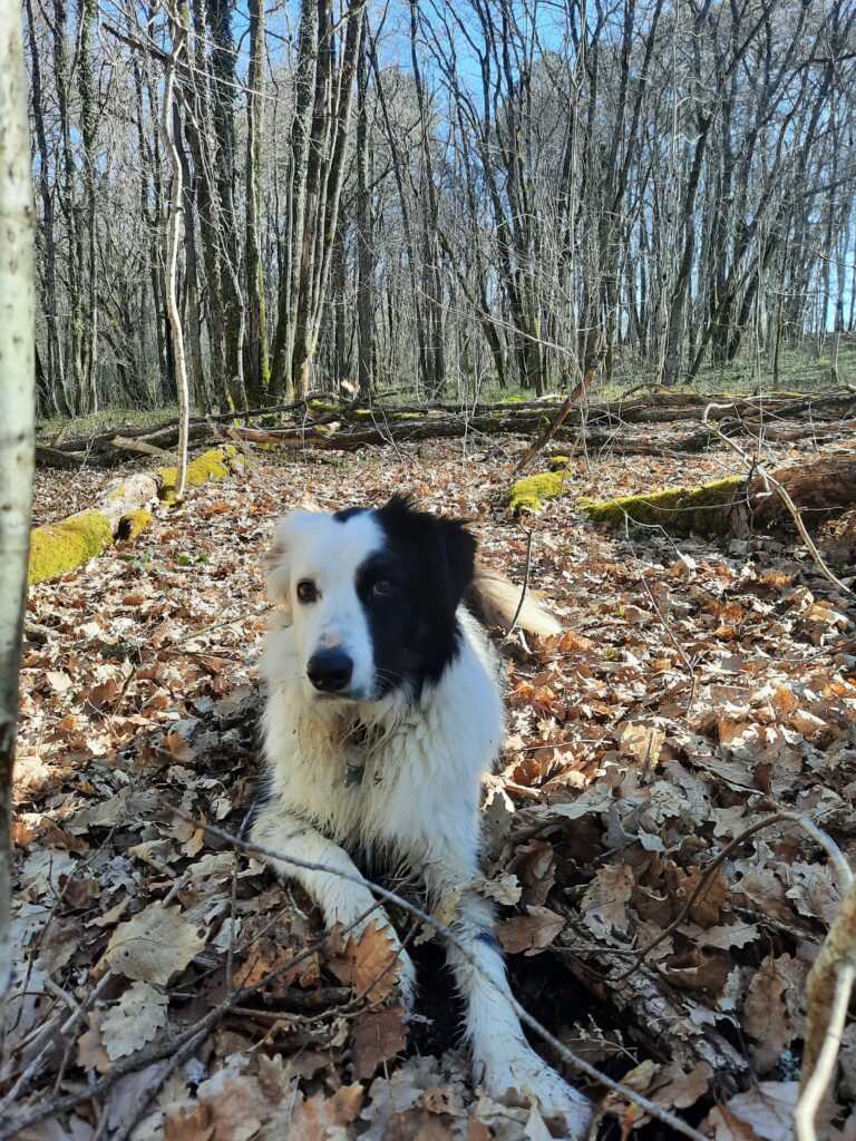 chien du domaine de la Borie Blanche