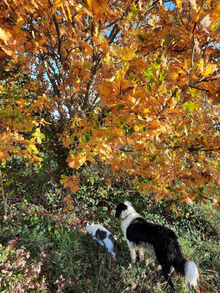 automne en Dordogne au domaine de la Borie Blanche