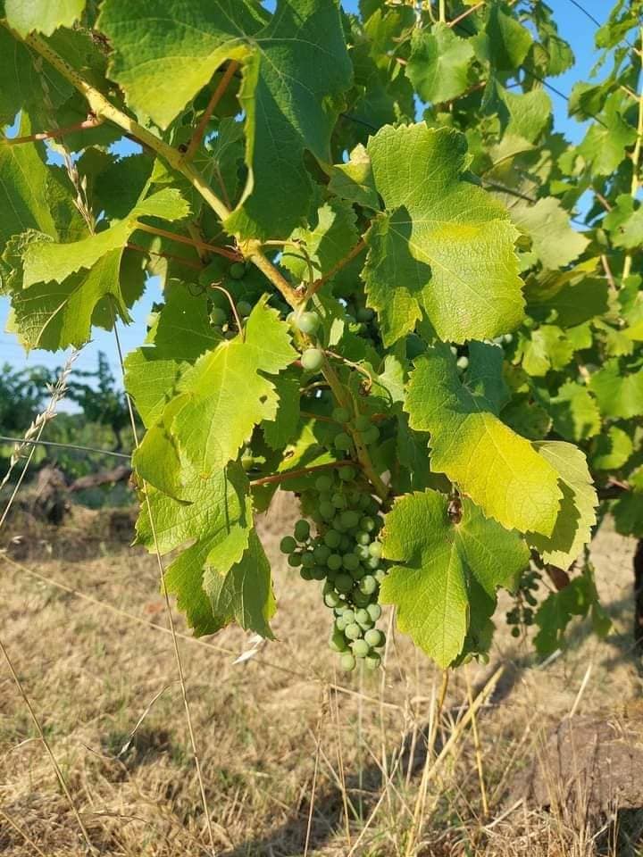 Domaine de la Borie Blanche Dordogne à Pomport près de Bergerac